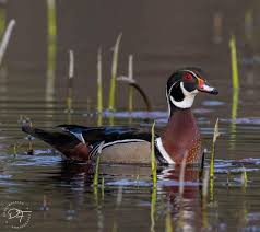 Bashakill Wildlife Management Area