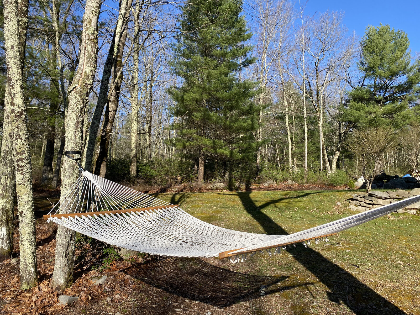 Hammock strung between trees in the forest